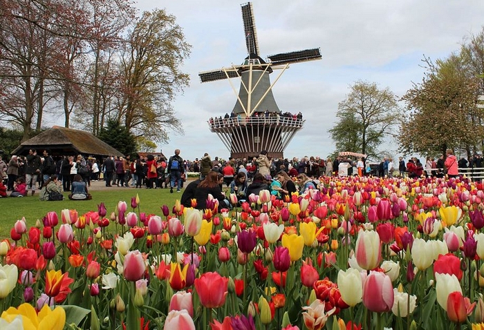 Hollandia - Keukenhofi tulipánok