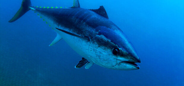 Mi köze a kékúszójú tonhalaknak a keresetek befogadhatóságához?